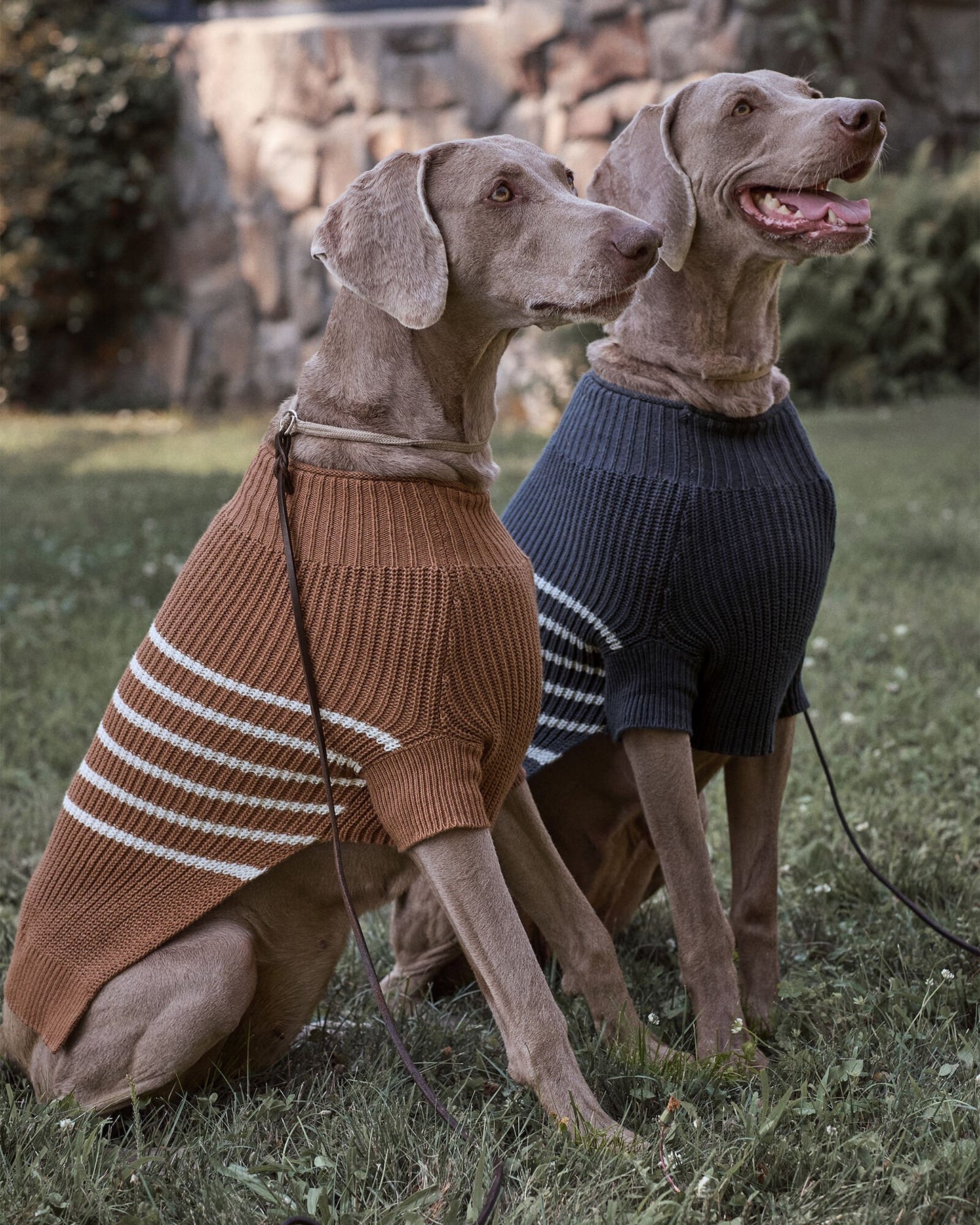 Organic Cotton Striped Dog Sweater